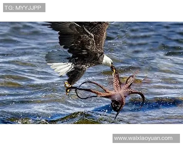 镜头捕捉:国王赛场小动作引发热议 镜头捕捉:国王赛场小动作引发热议